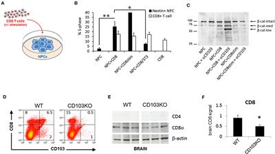 CD103 Deficiency Promotes Autism (ASD) and Attention-Deficit Hyperactivity Disorder (ADHD) Behavioral Spectra and Reduces Age-Related Cognitive Decline